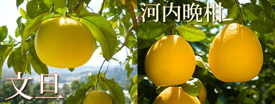 マルタケみかんイメージ画像