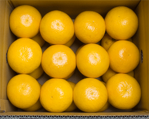 河内晩柑(ジューシーフルーツ)